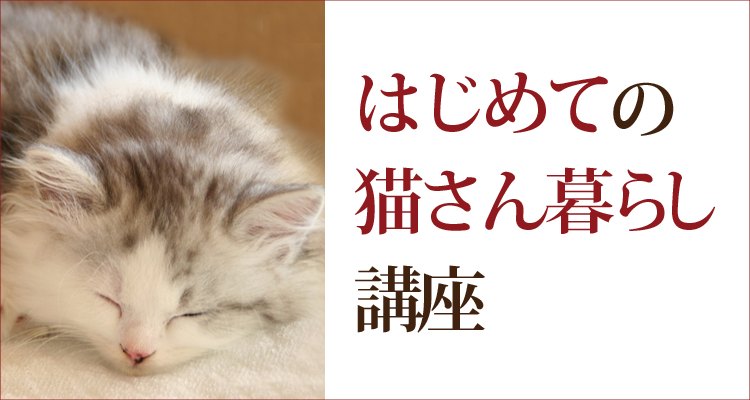 はじめての猫さん暮らし講座