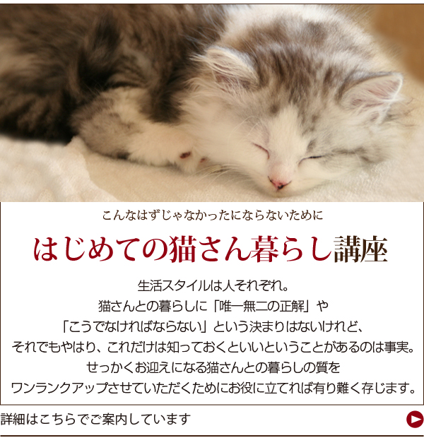 はじめての猫さん暮らし講座