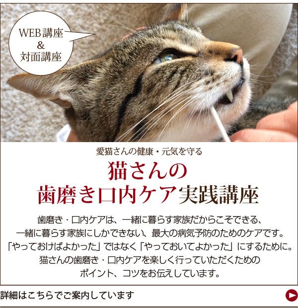 猫さんの歯磨き・口内ケア実践講座